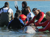 Στα ρηχά της Σαλαμίνας η φάλαινα - Εθελόντρια της τραγουδά για να την κρατήσει στη ζωή 