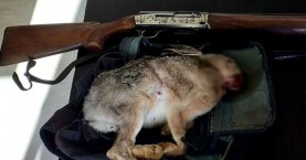 Ρέθυμνο: Συνελήφθη για παράνομο κυνήγι λαγού και 