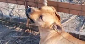 Η αλήθεια για τον σκύλο που βρέθηκε νεκρός και δεμένος στα Χανιά