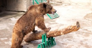 Ουζμπεκιστάν: Γυναίκα πέταξε κοριτσάκι μέσα σε κλουβί αρκούδας