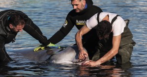 Σε εξέλιξη η επιχείρηση διάσωσης της φάλαινας – Επιχείρησαν να της δώσουν ορό