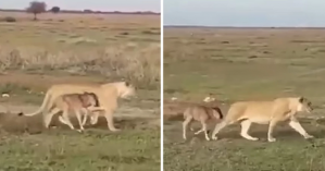 Όταν η μητρική αγάπη ξεπερνά τα ένστικτα: Μία λέαινα οδηγεί μωρό γκνου πίσω στο κοπάδι του