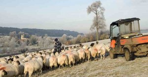 ΥπΑΑΤ: Χρηματοδοτικά εργαλεία για κτηνοτρόφους