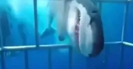 Τρόμος με λευκό καρχαρία που επιτίθεται σε δύτες μέσα σε κλουβί