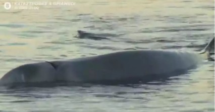 Φάλαινα στα ρηχά του Αλίμου – Σπεύδει το λιμενικό