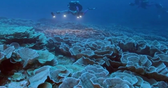 Ανακαλύφθηκε ένας νέος και υγιής κοραλλιογενής ύφαλος στον Ειρηνικό Ωκεανό