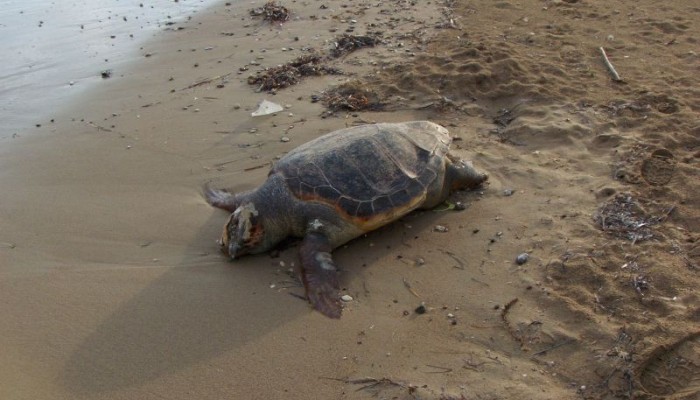 Νεκρή χελώνα στην παραλία της Χρυσής Ακτής