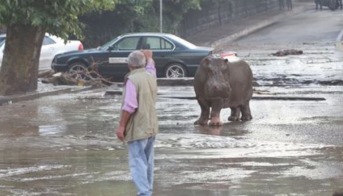 Γεωργία: Δέκα νεκροί από πλημμύρες - «Δραπέτευσαν» άγρια ζώα 