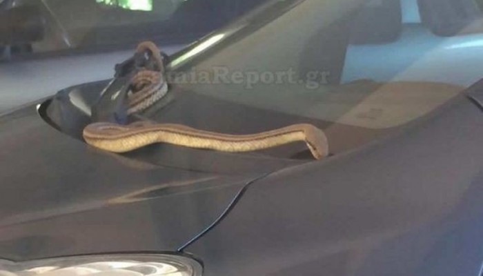 Τους περίμενε το φίδι πάνω στο καπό του αυτοκινήτου (φωτο)