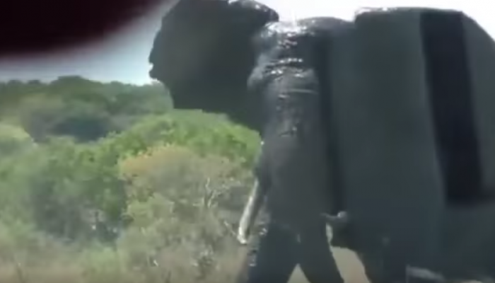Ελέφαντας αναποδογυρίζει αυτοκίνητο γιατί ο οδηγός τον...τραβούσε βίντεο