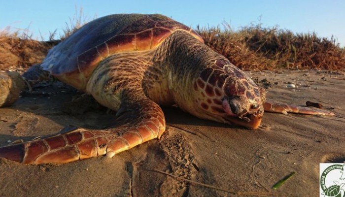 Νεκρή θαλάσσια χελώνα 