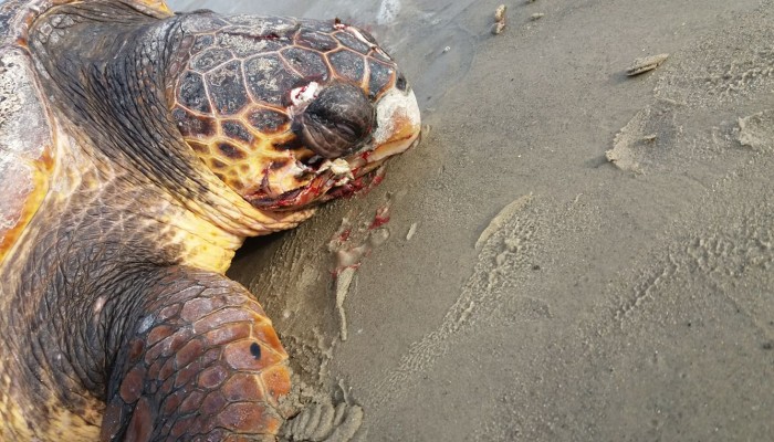 Χανιά: Βρήκαν βαριά χτυπημένη χελώνα σε παραλία στον Βλητέ (φωτο)