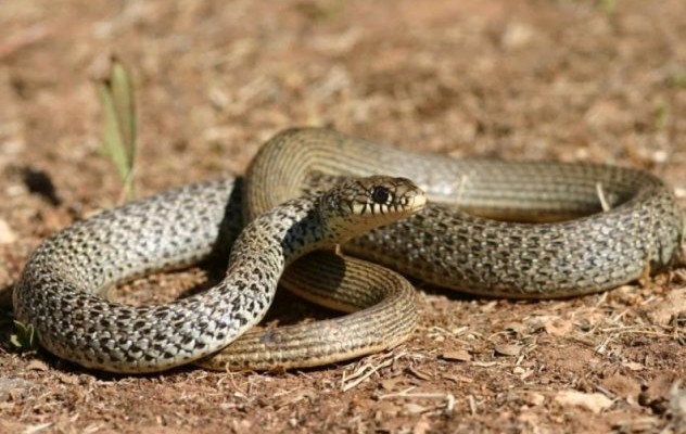 Φίδι εισβάλει σε φοιτητική εστία, καταλήγει… στην κατσαρόλα 