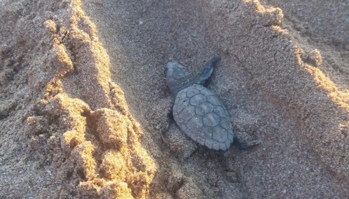 Το πρόγραμμα των πρώτων δημοσίων εκσκαφών χελώνας καρέτα-καρέτα στα Χανιά 