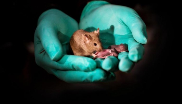 Αυτά είναι τα πρώτα υγιή ποντίκια από γονείς ιδίου φύλου