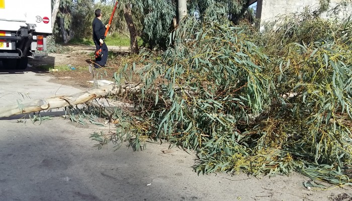 Χανιά: Από τύχη δεν είχαμε θύματα - Τρία δέντρα έπεσαν στη μέση του δρόμου 