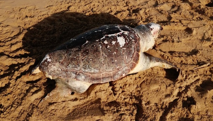 Νεκρή χελώνα ξεβράστηκε στην ακτή (φωτο) 