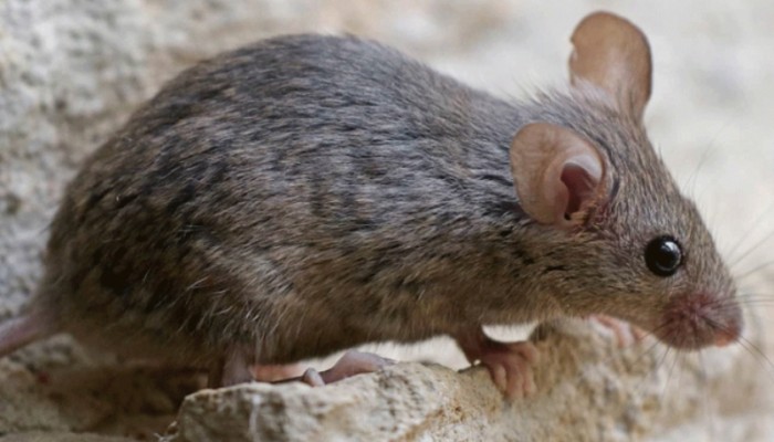Σε προκαταρκτική εξέταση προχωρά η 7η ΥΠΕ Κρήτης για το περιστατικό με το δάγκωμα ποντικού