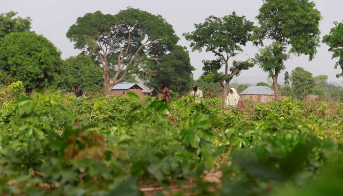 Νιγηρία: 66 νεκροί από ζωοκλέφτες σε επτά χωριά