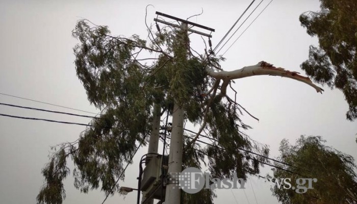Χανιά: Προβλήματα από τους ισχυρούς ανέμους και τα σπασμένα δέντρα (φωτο)