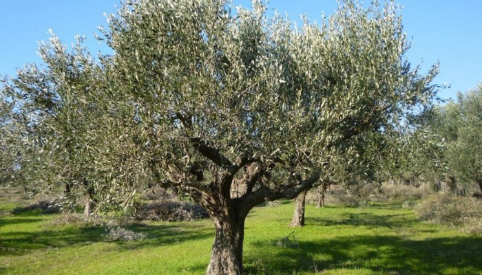 Προσοχή στους ελαιοκαλλιεργητές της Κρήτης για μύκητες στα ελαιόδεντρα