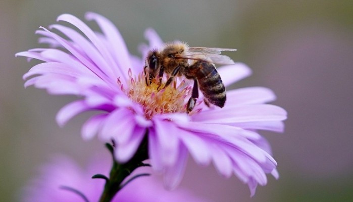 Πού οφείλεται η μείωση του πληθυσμού των μελισσών και των άλλων επικονιαστών;    