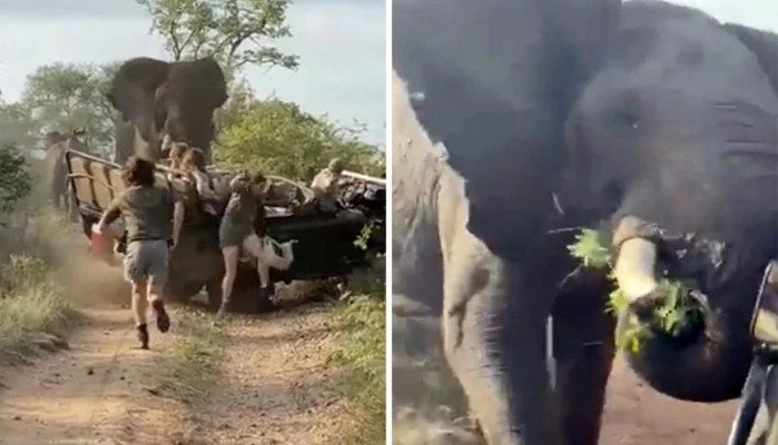 Ένας εξαγριωμένος ελέφαντας έξι τόνων επιτέθηκε σε τζιπ με τουρίστες (βίντεο)
