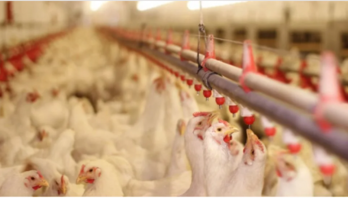 Ουγγαρία: Εντοπίστηκε γρίπη των πτηνών σε αγρόκτημα με γαλοπούλες