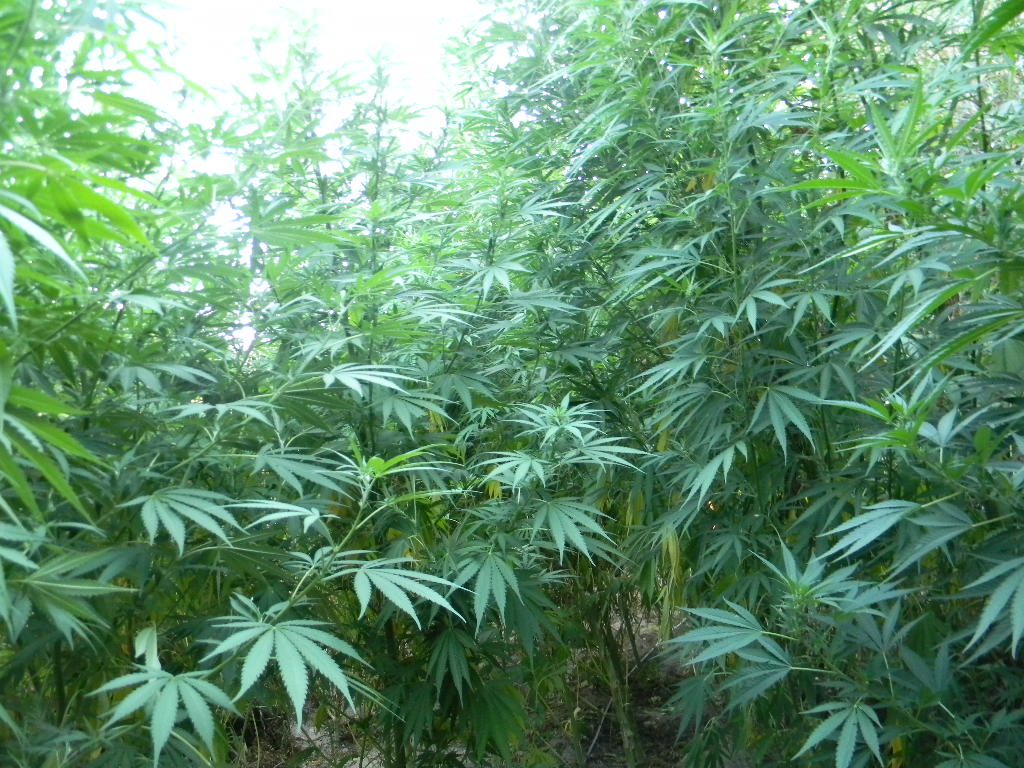 Νόμιμη η καλλιέργεια μαριχουάνας στην Ολλανδία