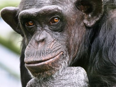 Οι χιμπατζίδες ξέρουν από μαγειρεμένο φαγητό!