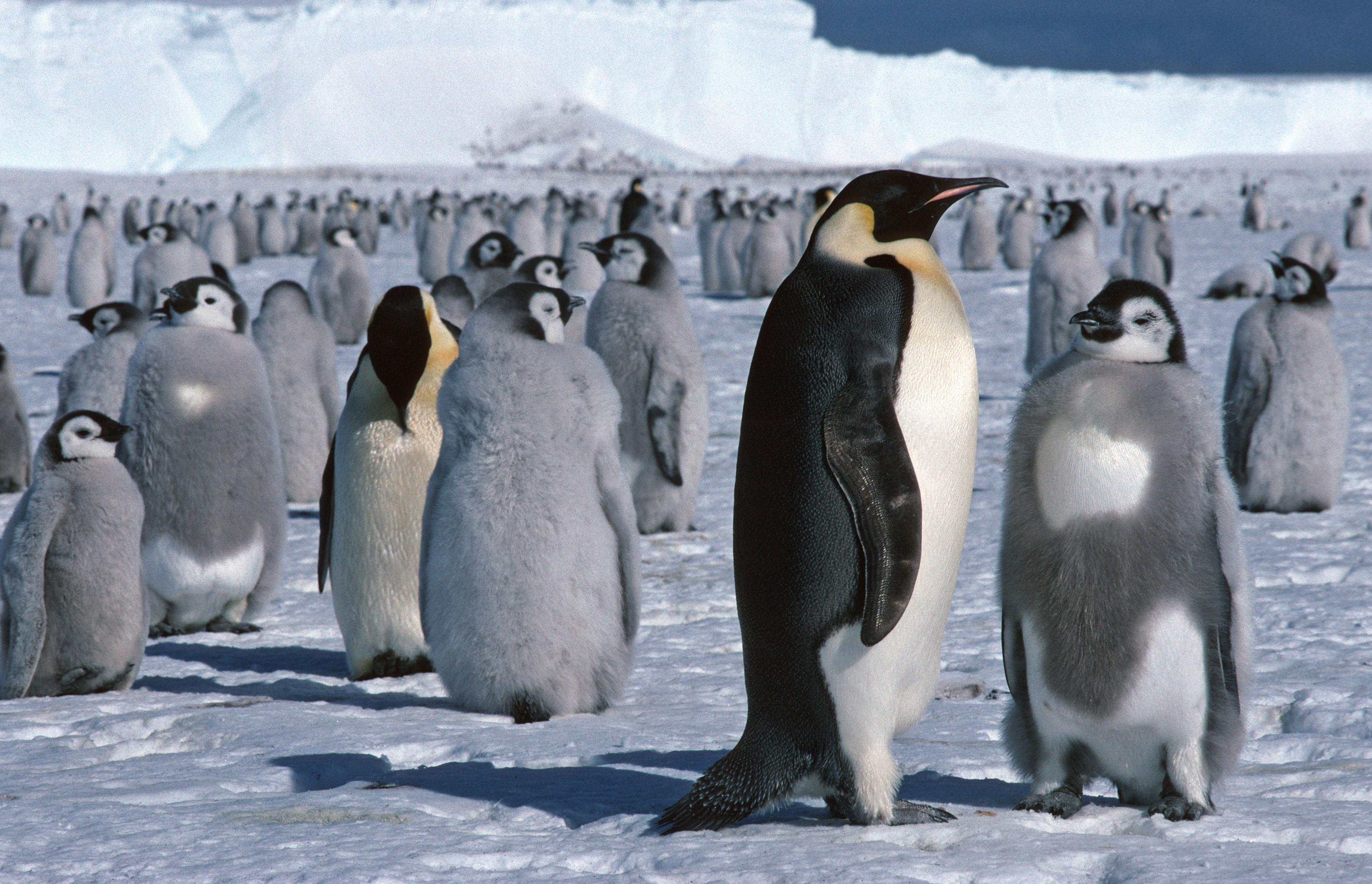Πώς αντέχουν το πολικό ψύχος οι πιγκουίνοι