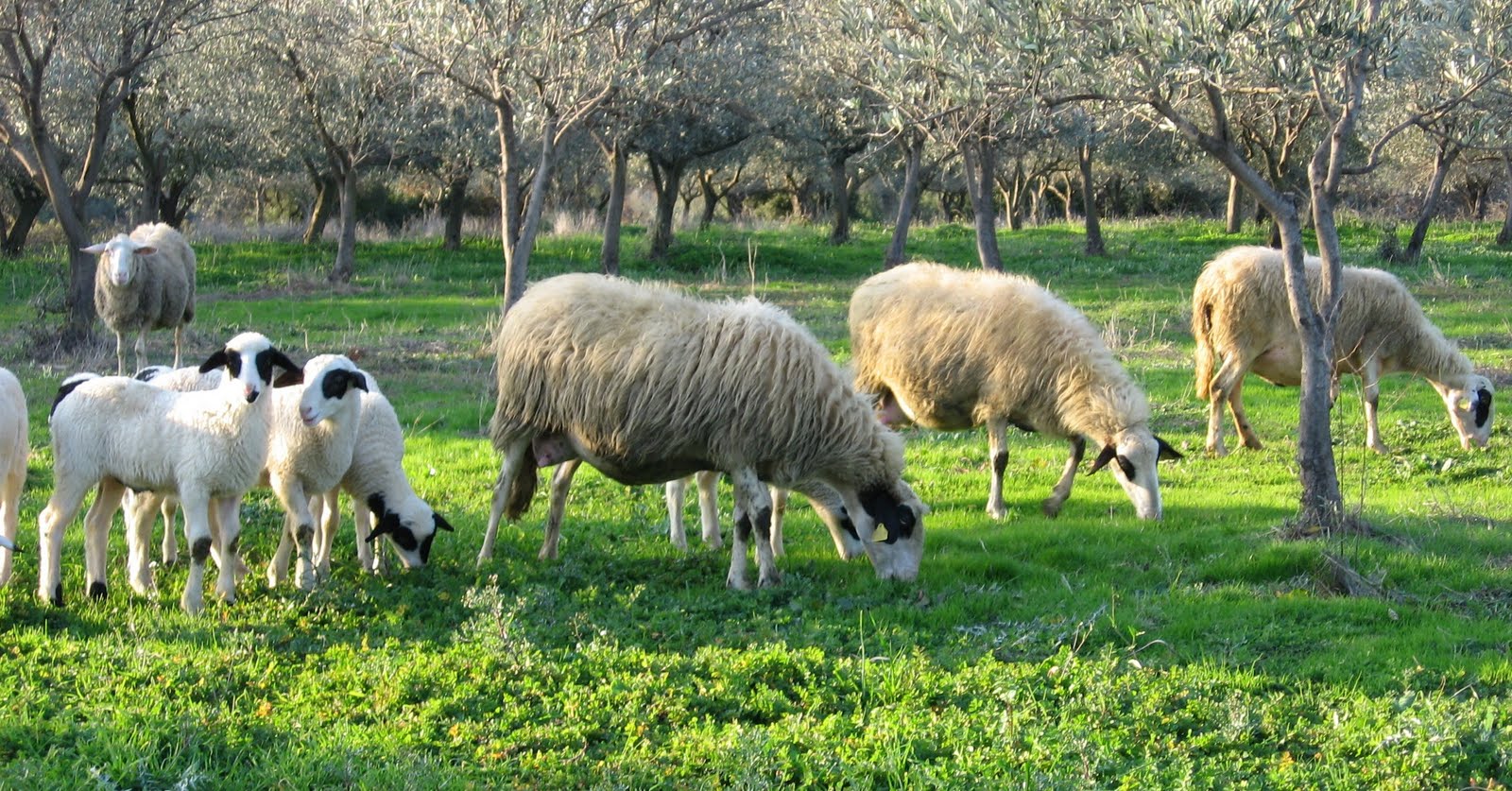 Σύσσωμοι οι κτηνοτρόφοι της Κρήτης προειδοποιούν για κινητοποιήσεις