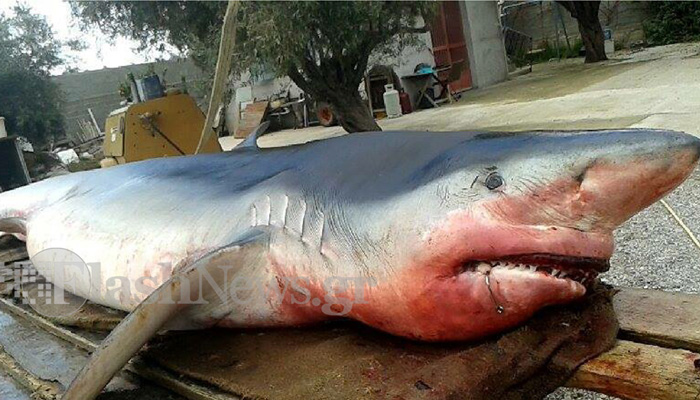 Λευκός καρχαρίας βγήκε στα ρηχά – Δείτε φωτογραφίες στο Flashnews.gr