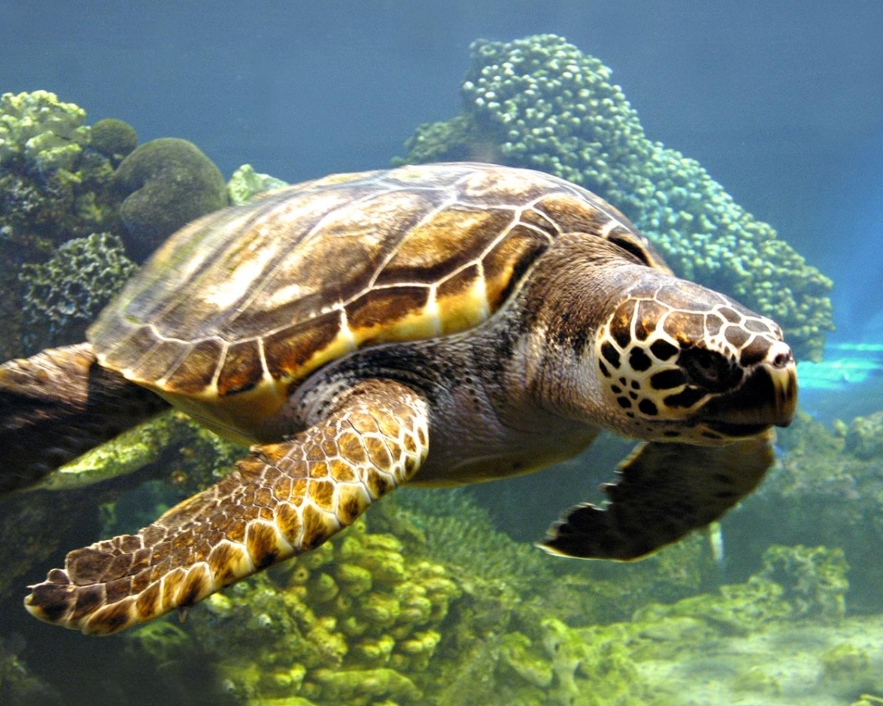 Ενημέρωση για τις προστατευόμενες παραλίες ωοτοκίας θαλάσσιων χελωνών