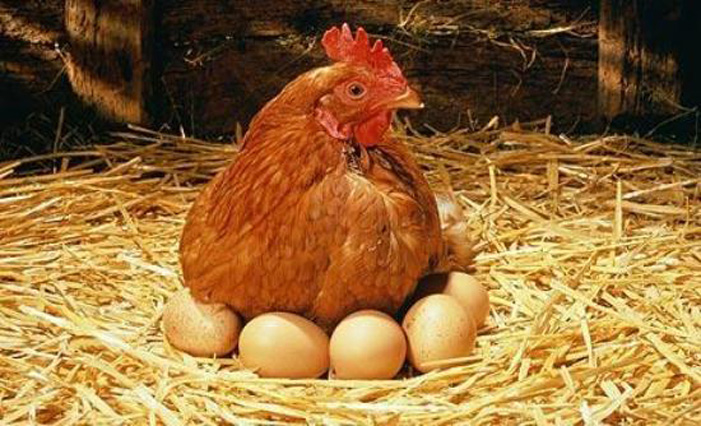 Λάρισα: Κότα γέννησε αβγό με λοφείο