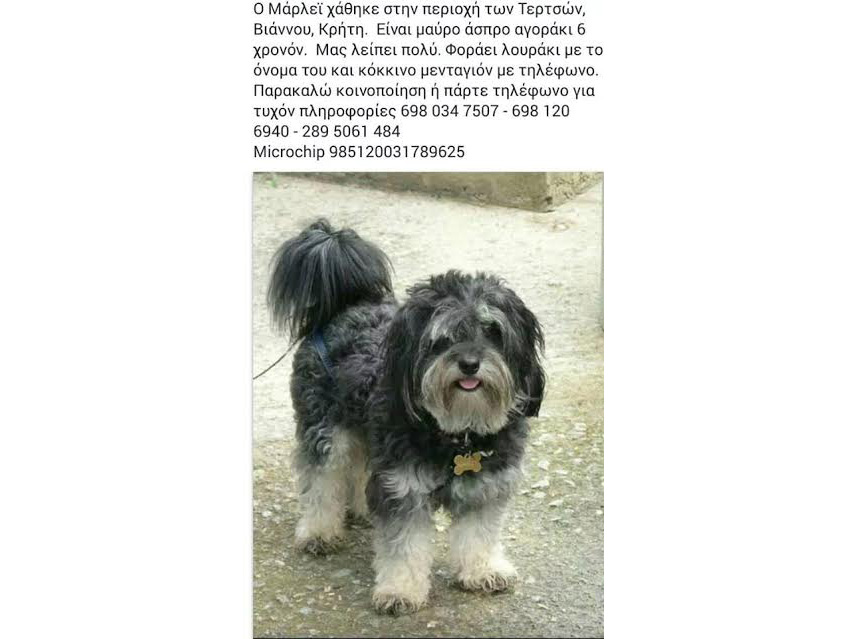 Χάθηκε αυτό το γλυκύτατο σκυλάκι στη Βιάννο (φωτο)