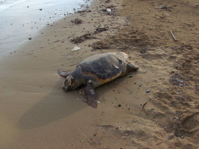 Νεκρή χελώνα στην παραλία της Χρυσής Ακτής