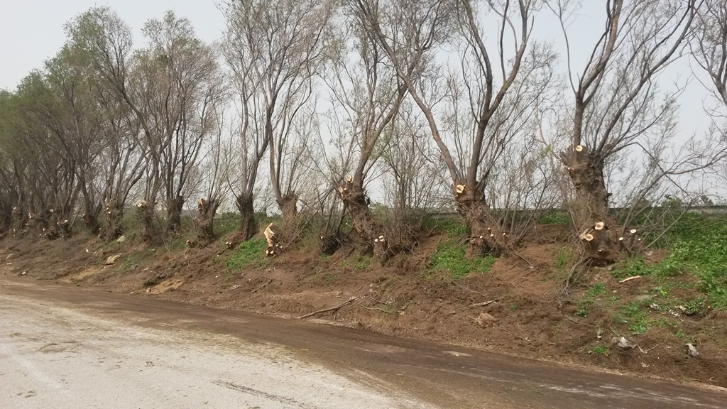Κοπή δένδρων από τον Δήμο σε Μασταμπά και Τρία Πεύκα