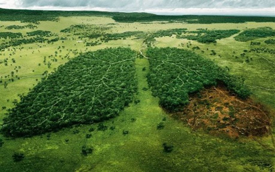 WWF: Στα ύψη τα επίπεδα αποψίλωσης των δασών έως το 2030