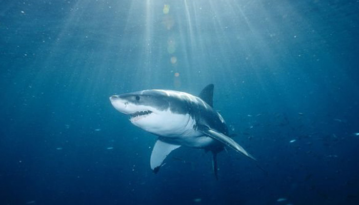 Κατέσχεσαν 200.000 πτερύγια καρχαρία στον Ισημερινό