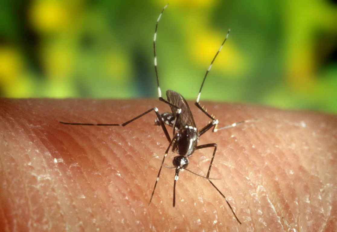 Ψεκασμοί για την καταπολέμηση των Κουνουπιών στον Ν.Χανίων