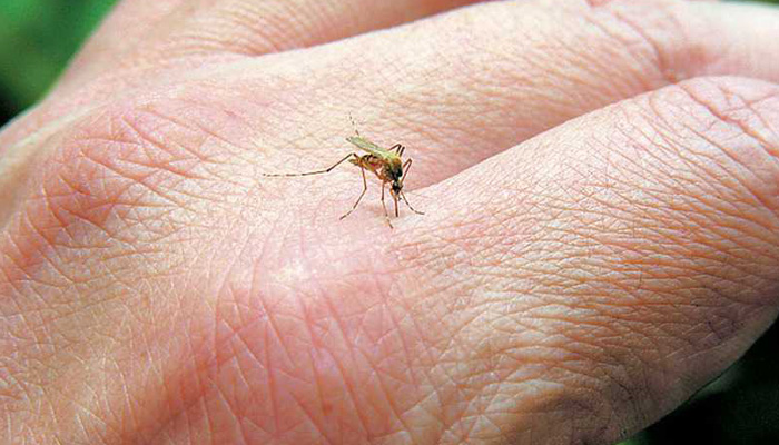 Γιατί τα κουνούπια τσιμπάνε κάποιους ανθρώπους περισσότερο