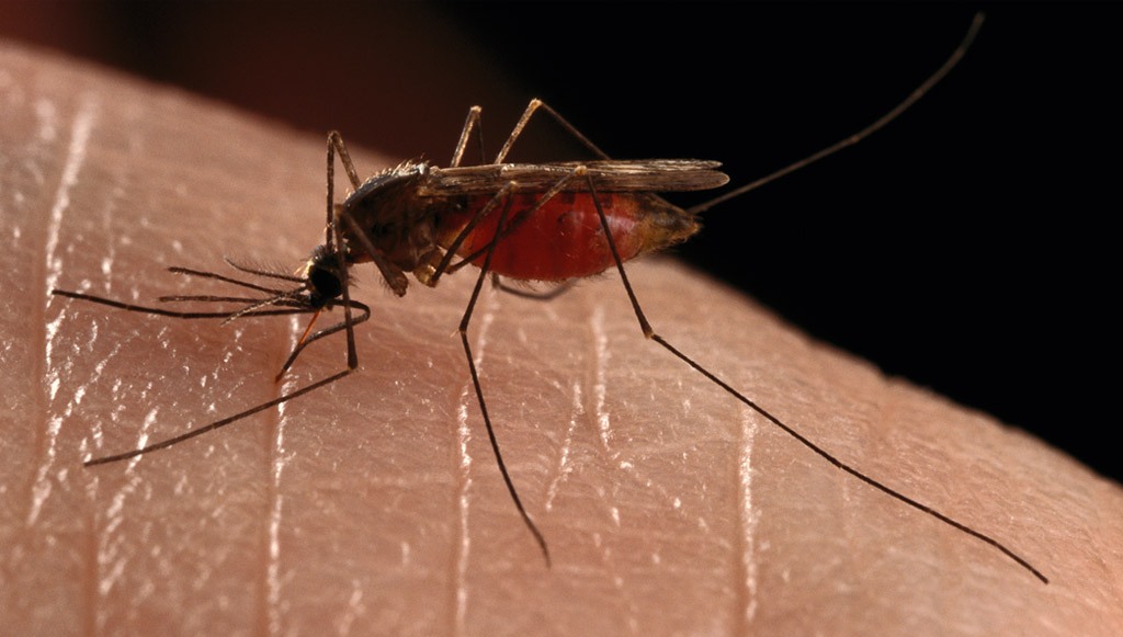 Αύριο ξεκινά η 2η εφαρμογή του προγράμματος καταπολέμησης κουνουπιών