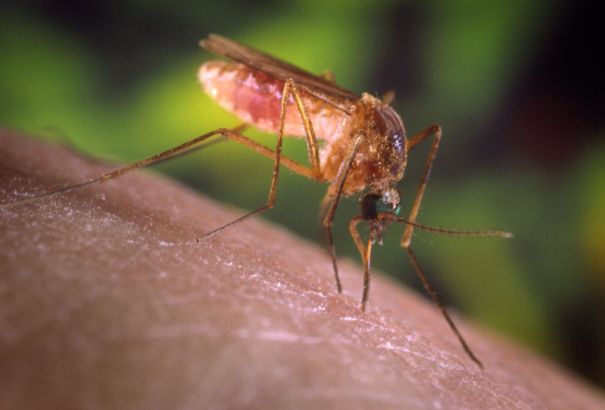 Αρχίζει το πρόγραμμα καταπολέμησης των κουνουπιών στο Ρέθυμνο