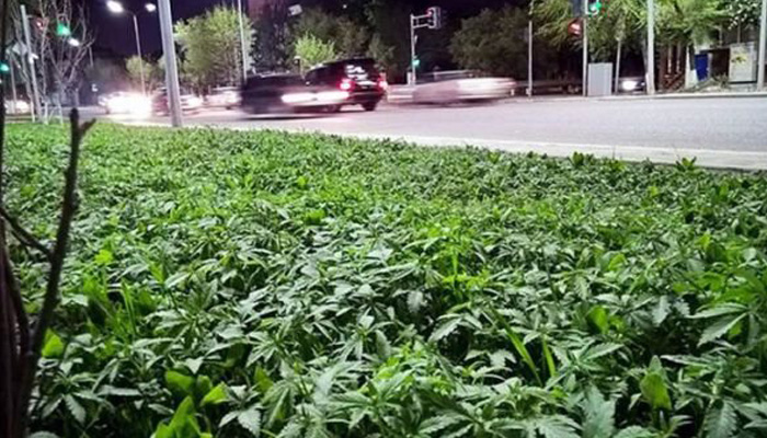 Αμέτρητα δενδρύλλια μαριχουάνας βρέθηκαν φυτεμένα σε δημοτικά παρτέρια