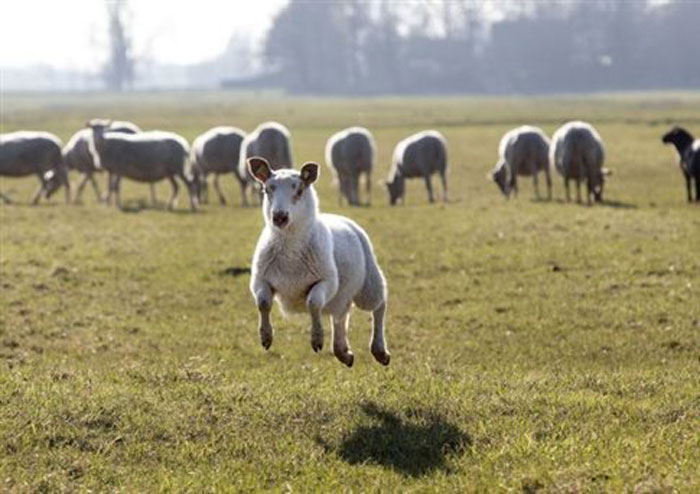 Εταιρεία στην Ελβετία προσέλαβε πρόβατα