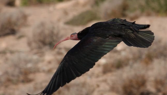 Οι τζιχαντιστές απειλούν σπάνιο είδος πτηνού στην Παλμύρα