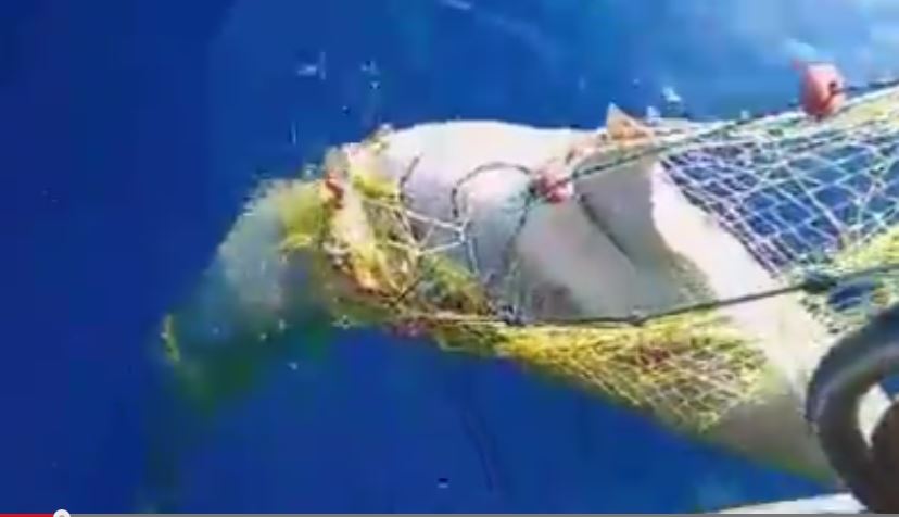 Χανιώτης έπιασε καρχαρία σαπουνά στα δίχτυα του – Δείτε το βίντεο