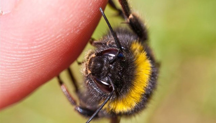 Το τσίμπημα μέλισσας παραλίγο να στοιχίσει την ζωή σε Κρητικό