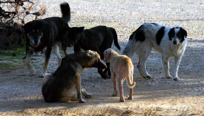 Εθελοντές κτηνιάτρους ζητά ο Δήμος Πλατανιά